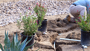 FireSmart landscaping