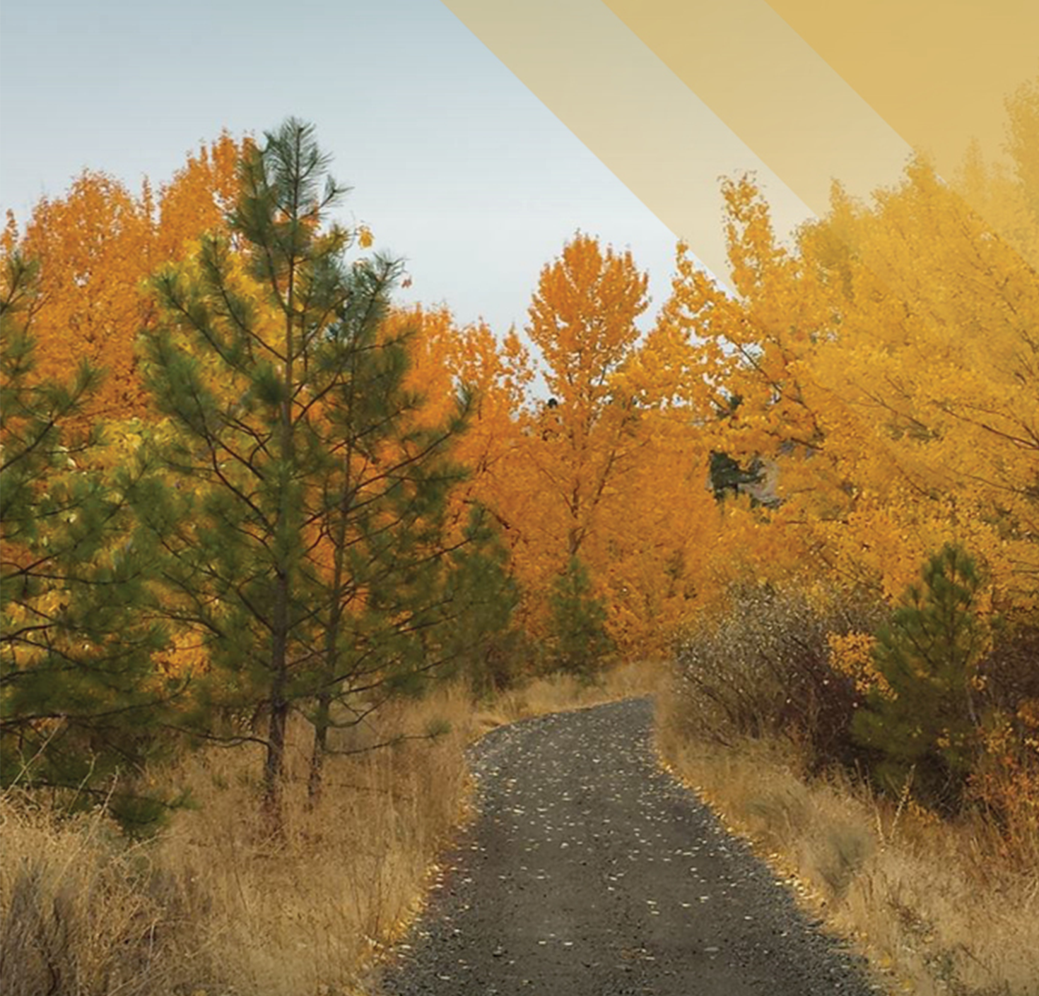 Fall scenery with green and orange trees